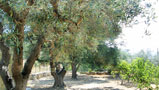 Uliveto